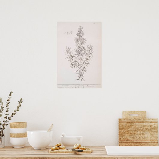 Rozemarijn botanische tekening  kunst poster (Keuken)