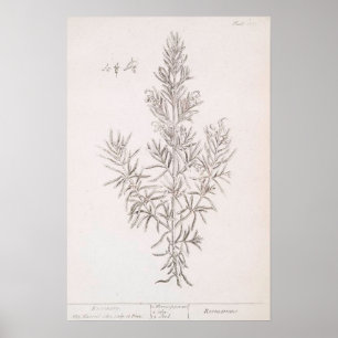 Rozemarijn botanische tekening  kunst poster