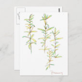 Rozemarijn Kruiden Plant Botanische Kunst Tekening Briefkaart (Voorkant / Achterkant)
