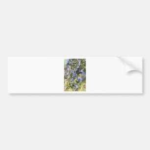 Rozemarijnbloesem in het voorjaar macro bumpersticker