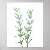 rozemarijnwaterverf poster (Voorkant)