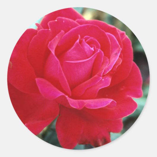 Rozen 258 ronde sticker (Voorkant)