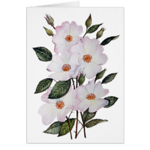 Rozen "Ballerina" - Floral Art