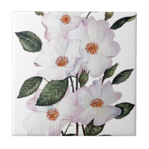 Rozen "Ballerina" - Floral Art Tegeltje