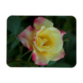 Rozen betekenen liefde! magneet (Horizontaal)