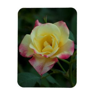 Rozen betekenen liefde! magneet