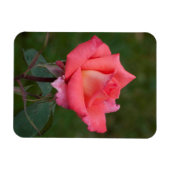 Rozen betekenen liefde! magneet (Horizontaal)