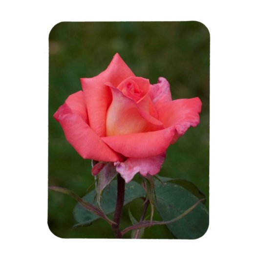 Rozen betekenen liefde! magneet (Verticaal)