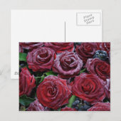 Rozen, bevroren briefkaart (Voorkant / Achterkant)