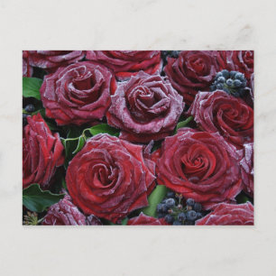 Rozen, bevroren briefkaart