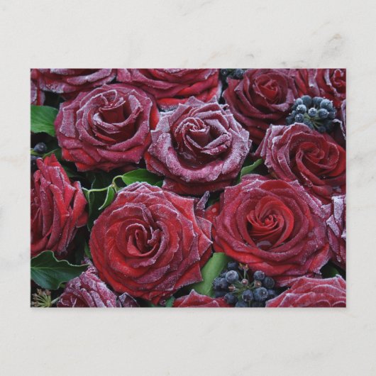 Rozen, bevroren briefkaart (Voorkant)