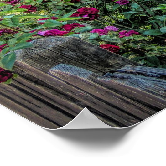 Rozen bij de Plimoth Grist Mill Poster (Hoek)