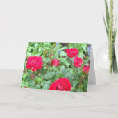 Rozen blanco Wenskaart Kaart (Voorkant)