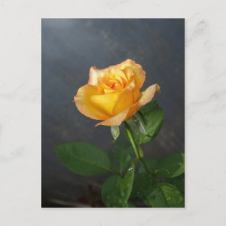 rozen bloem briefkaart