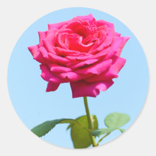 Rozen bloem ronde sticker