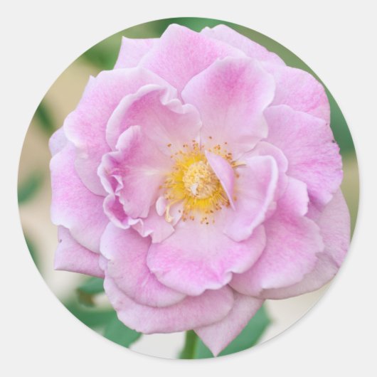 Rozen bloem ronde sticker (Voorkant)