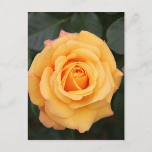 rozen bloemen bloem liefde vrouw geliefde koppel briefkaart