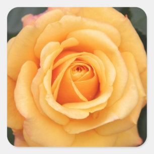 rozen bloemen bloem liefde vrouw geliefde koppel vierkante sticker