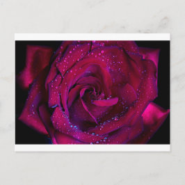 rozen bloemen bloem rood waterdruppels datum dans briefkaart