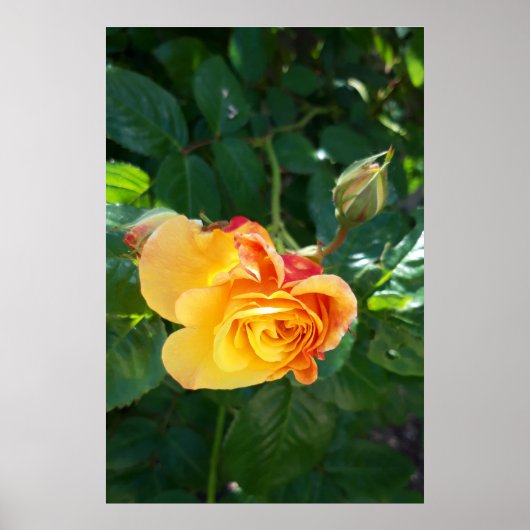 Rozen bloemen poster (Voorkant)