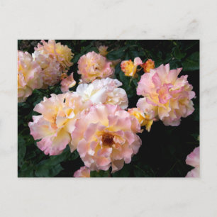 Rozen Bloemen, Roze Gele Rozen Ansichtkaart Briefkaart