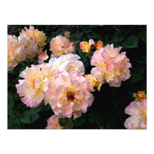 Rozen bloemen, roze gele rozen foto afdruk (Voorkant)