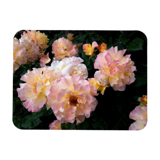 Rozen bloemen, roze gele rozen magneet (Horizontaal)