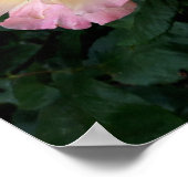 Rozen bloemen, roze gele rozen poster (Hoek)