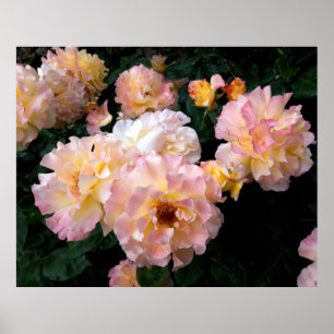 Rozen bloemen, roze gele rozen poster