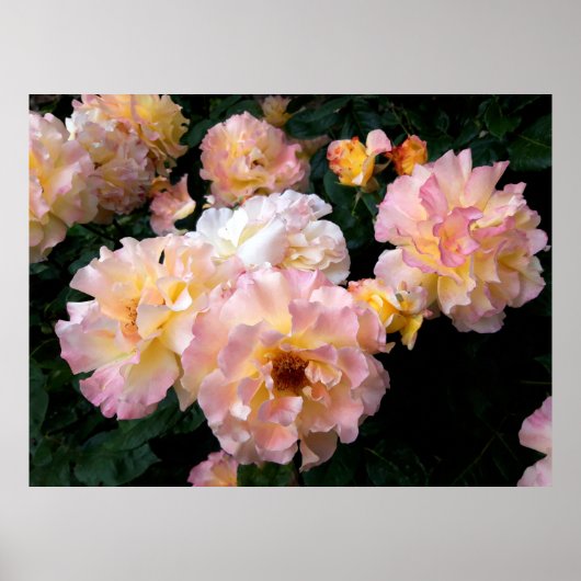 Rozen Bloemen, Roze Gele Rozen Poster (Voorkant)