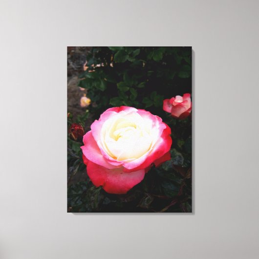 Rozen bloemen, roze rode witte rozen canvas afdruk (Voorkant)