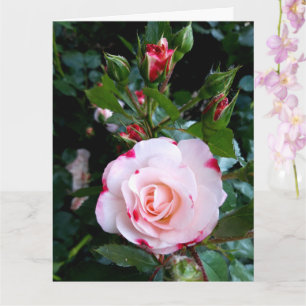 Rozen Bloemen, Roze Rode Witte Rozen Kaart