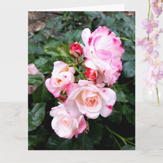 Rozen bloemen, roze rode witte rozen kaart (Orchidee)