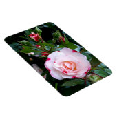 Rozen bloemen, roze rode witte rozen magneet (Rechterzijde)