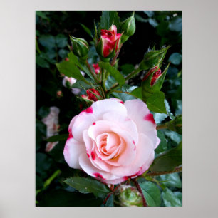 Rozen bloemen, roze rode witte rozen poster