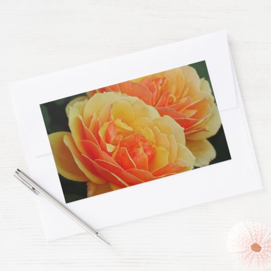 Rozen bloemen/Sinaasappels/envelopsluitingen Rechthoekige Sticker (Envelop)