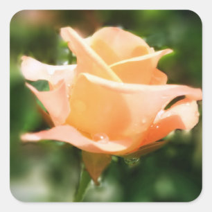 Rozen bloemen Vierkante Sticker