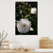Rozen bloemen, witte rozen poster (Keuken)