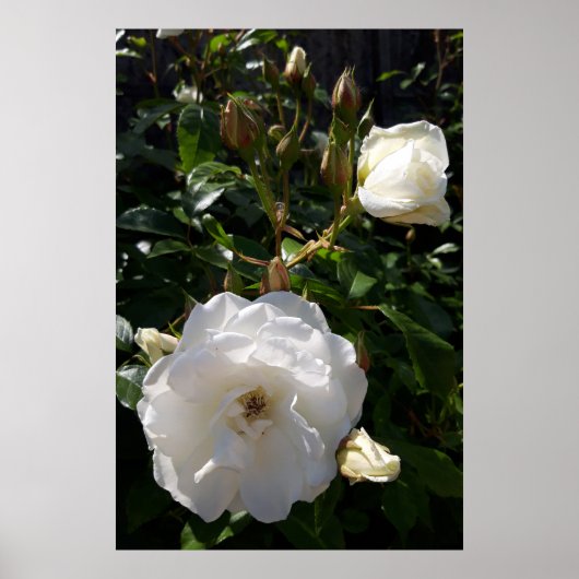 Rozen bloemen, witte rozen poster (Voorkant)