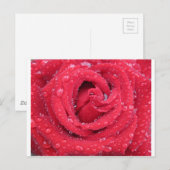 rozen bloesems bloesems bloesems waterdruppeltjes briefkaart (Voorkant / Achterkant)