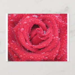 rozen bloesems bloesems bloesems waterdruppeltjes briefkaart