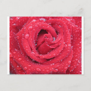 rozen bloesems bloesems bloesems waterdruppeltjes briefkaart