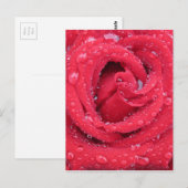 rozen bloesems bloesems bloesems waterdruppeltjes briefkaart (Voorkant / Achterkant)