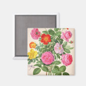 Rozen, bord 4 van de Nassau Florilegium (m/v op Magneet (Voorkant / Achterkant)