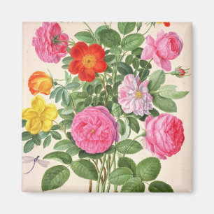 Rozen, bord 4 van de Nassau Florilegium (m/v op Magneet