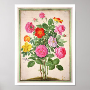 Rozen, bord 4 van de Nassau Florilegium (m/v op Poster