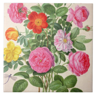 Rozen, bord 4 van de Nassau Florilegium (m/v op Tegeltje