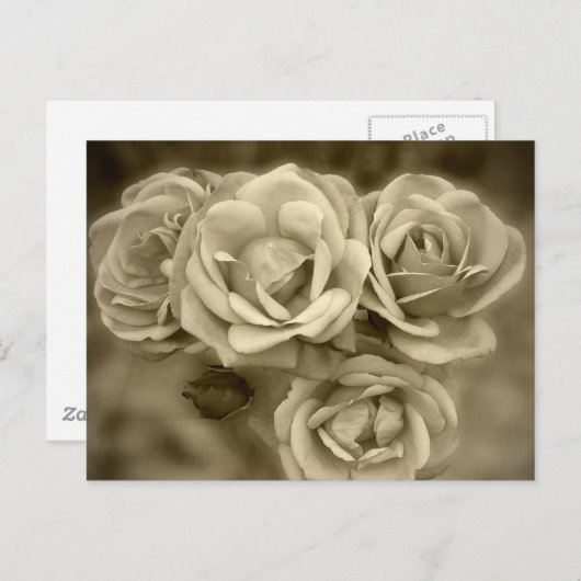  Rozen Briefkaart (Voorkant / Achterkant)