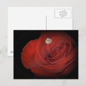 Rozen Briefkaart (Voorkant / Achterkant)