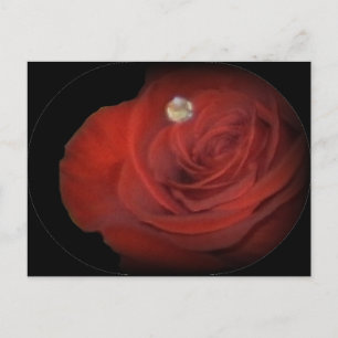 Rozen Briefkaart